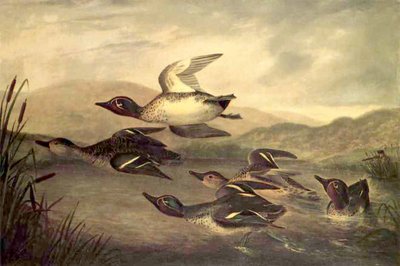 Wilde Eenden Stijgen Op, 1840 door John Woodhouse Audubon